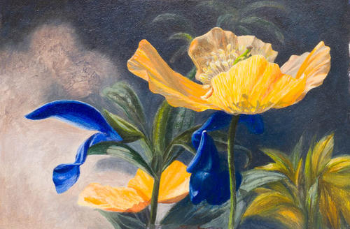Oranje blauw