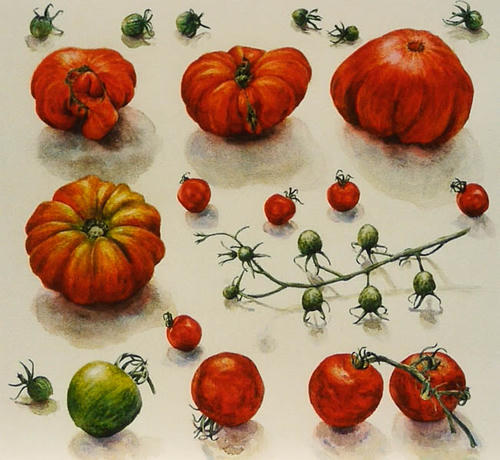 Tomaten