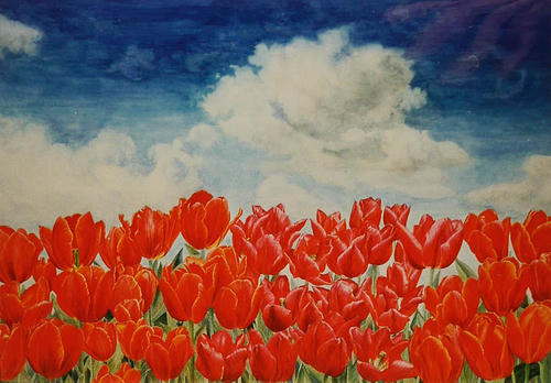 Rode tulpen en blauwe lucht