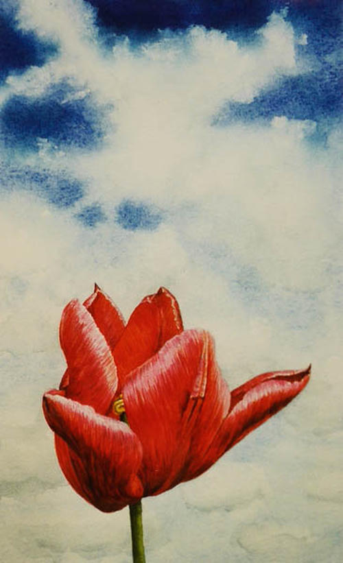 Een tulp