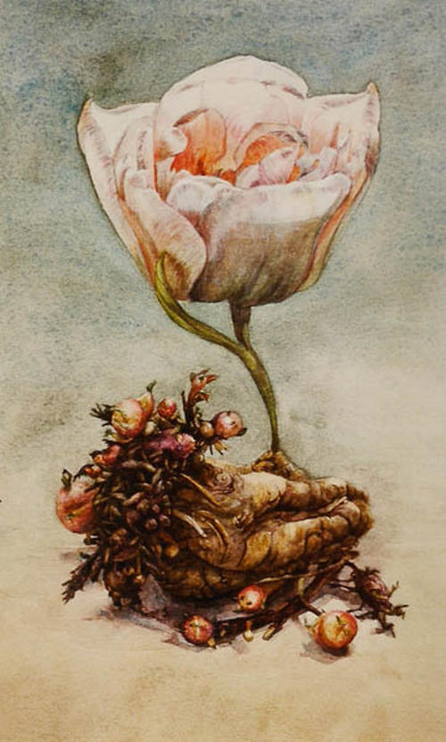 Aardappel tulp