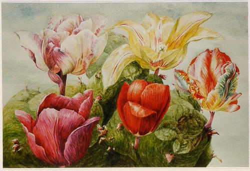 Aardappel eiland