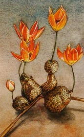 Tulpen aardappel