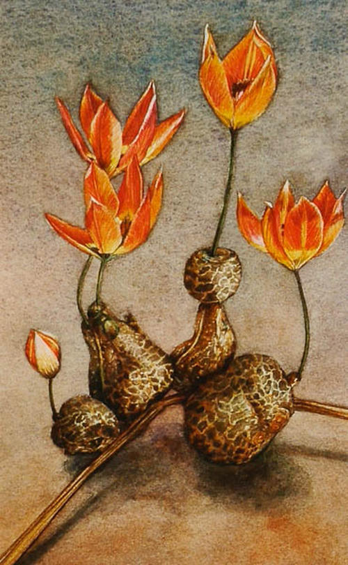 Tulpen aardappel