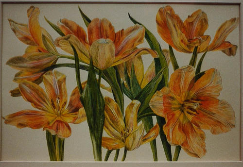 Tulp Apricot Beauty