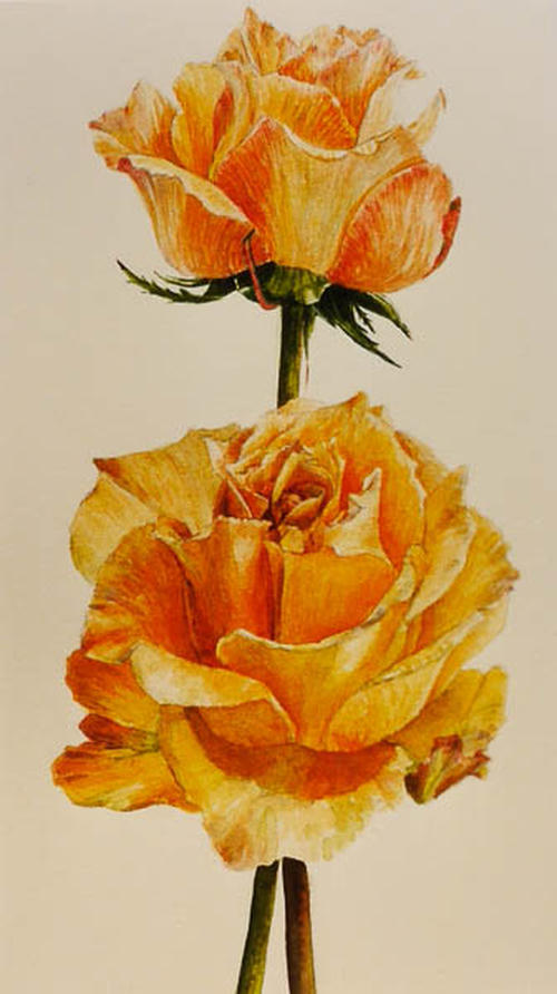 Roos Oranje groot