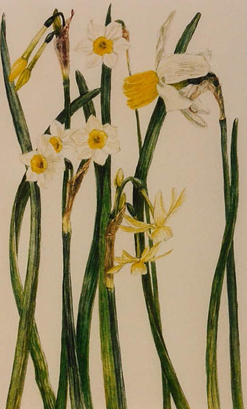 Botanische narcissen
