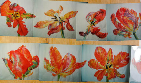 10 meter tulpen