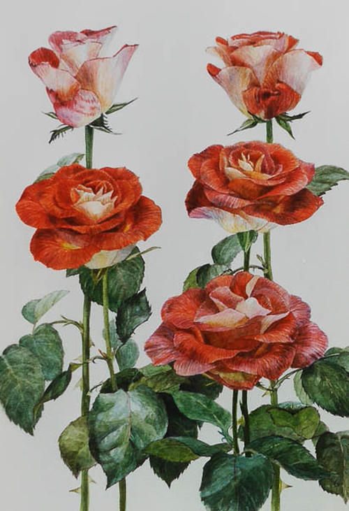 roos Leonidas