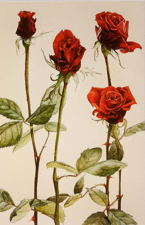 Roos Baccara