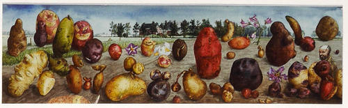 Aardappel kweekbedrijf