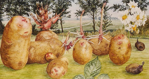 Aardappel Divina
