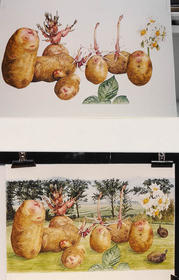 Aardappel Divina