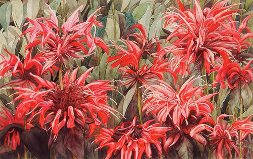 Bergamot, Monarda