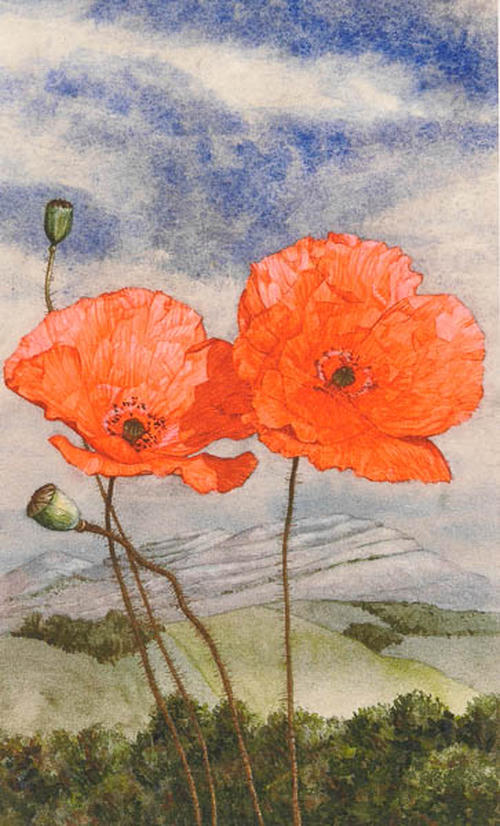 Ierse papavers