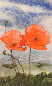Ierse papavers