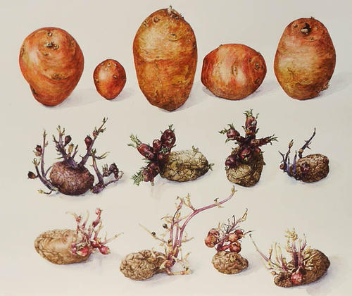 Aardappel Redstar