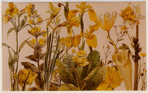 Gele bloemen