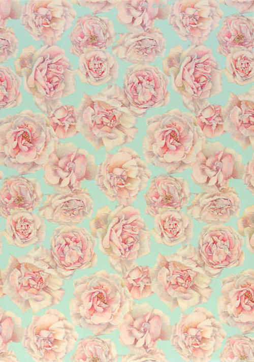 New dawn klimroos, dessin nr. 15