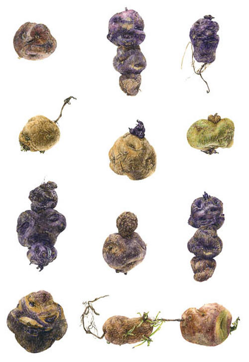 16/33 Solanum andigena