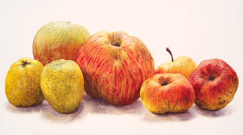 7 Appels