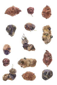 9/65 Solanum andigena