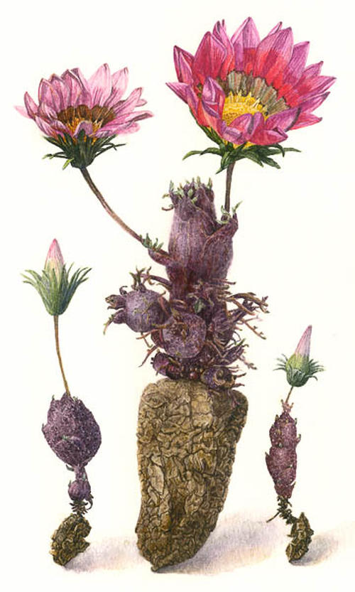 Aardappel cactus