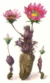 Aardappel cactus