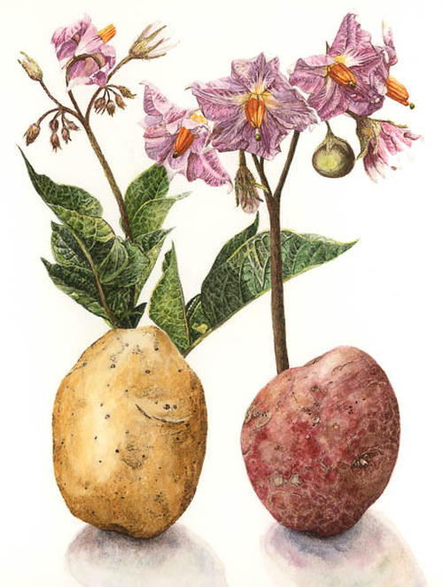 Aaardappel Bloeiend