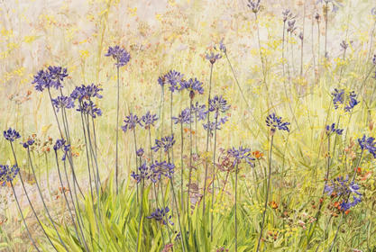 Agapanthus