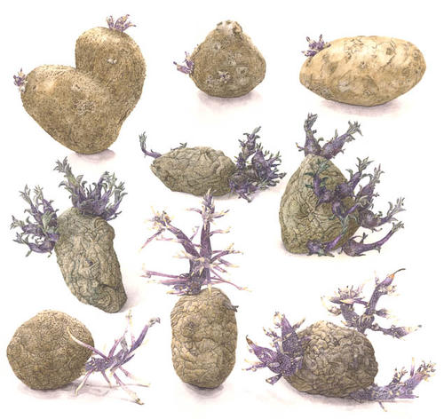 Aardappel Agria