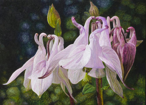 Akelei (Aquilegia)