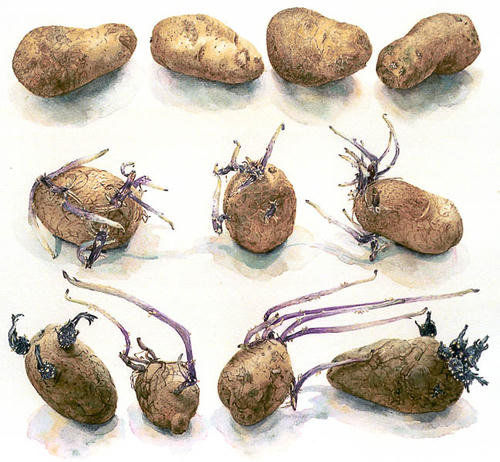 Aardappel: Bintje