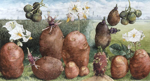 Bimonda