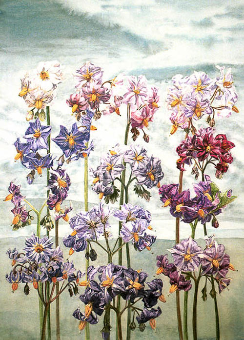 Aardappel bloemen