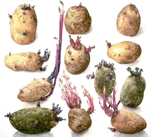 Aardappel: Denise, Florissant, Daniëlle