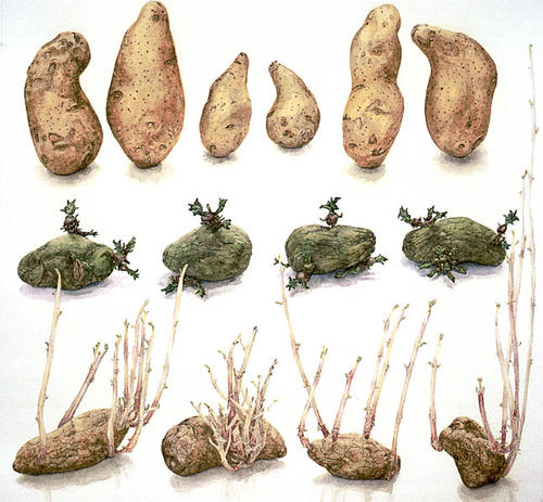 Aardappel: "Exquisa"