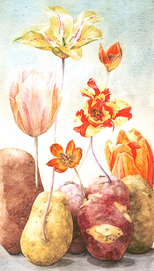 Aardappel tulpen