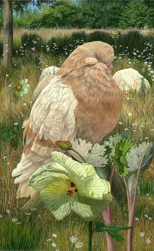 Beige duifje