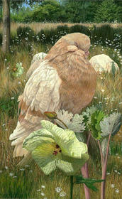 Beige duifje