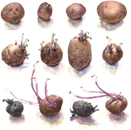 Aardappel Bildstar