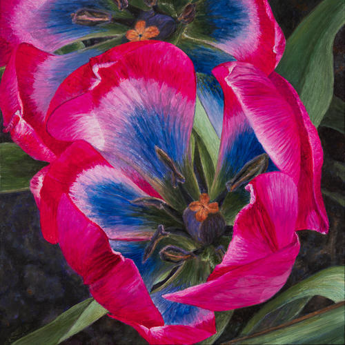Botanische Tulp 'Little Beauty'