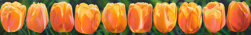 Doorzon Tulpen