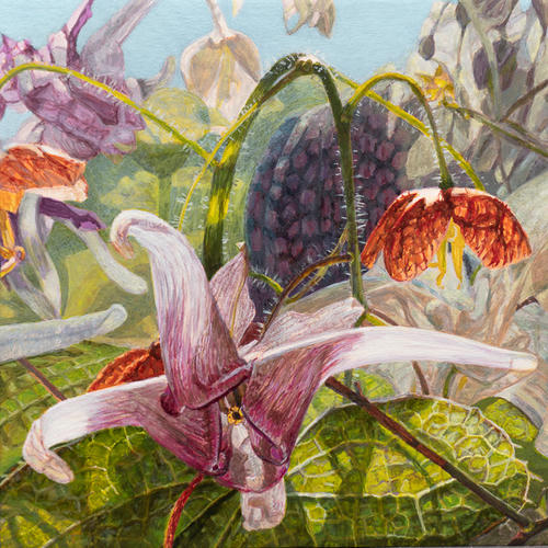 Elfenbloemen