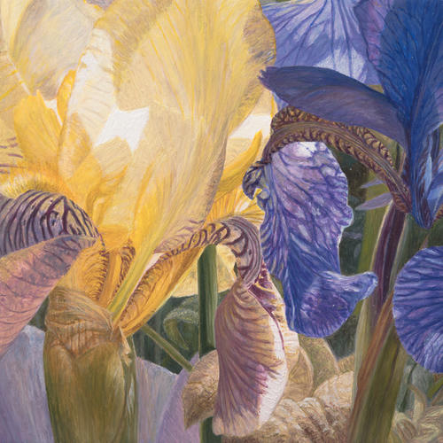 Gele en paarse Iris