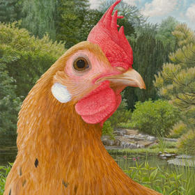 Groninger Meeuw