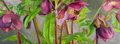Helleborus