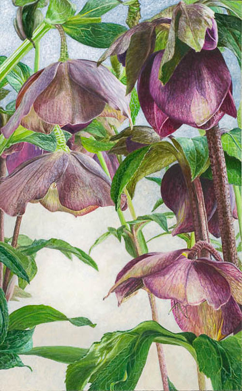 Winterse Helleborus Hybriden