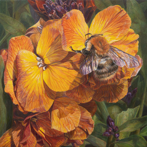 Hommel op muurbloem