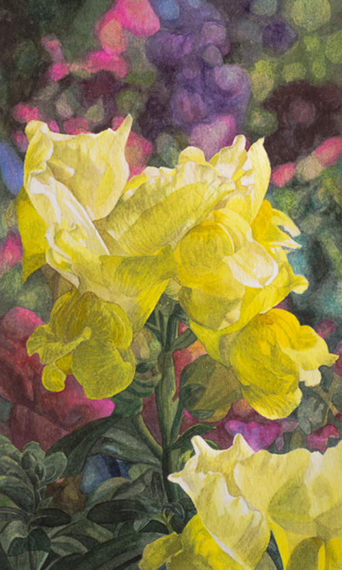 Leeuwenbekje (Antirrhinum majus)